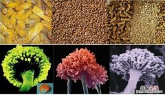 冷冻的玉米会不会有黄曲霉素