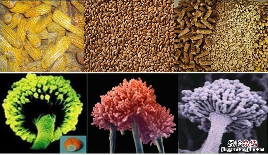 冷冻的玉米会不会有黄曲霉素