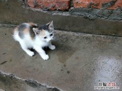 雨过天晴打一生肖