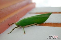 纺织娘是蝈蝈还是蚂蚱