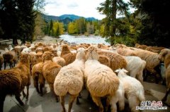 山羊的尾巴像什么