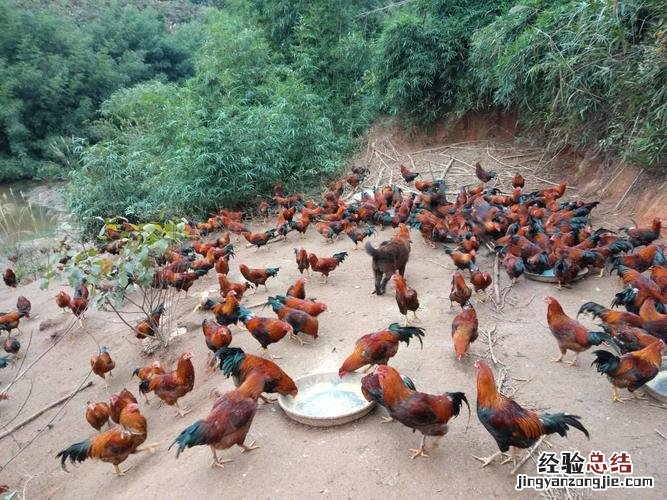 斗鸡公怎么炒好吃