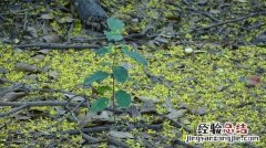 一地野草绿油油是什么生肖