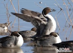 和鸭子很像的一种家禽