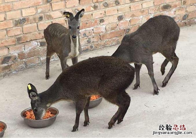 麝香取了之后麝会死吗