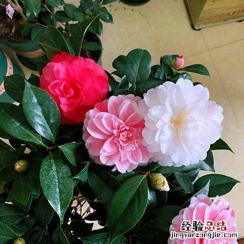 五色茶花具有什么品质