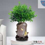 驱蚊竹能放房间里面吗