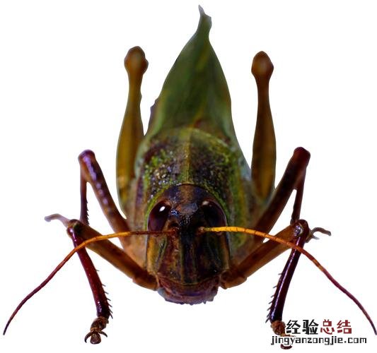 节肢动物的主要特征是什么