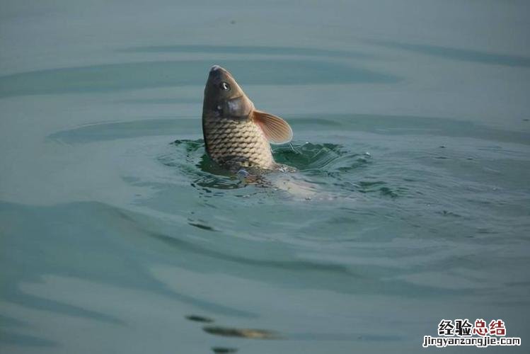 鲤鱼的天敌是什么鱼