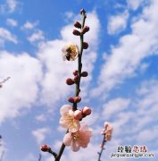 梅花香自苦寒来的上一句