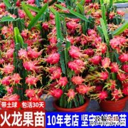 红心火龙果是嫁接的吗