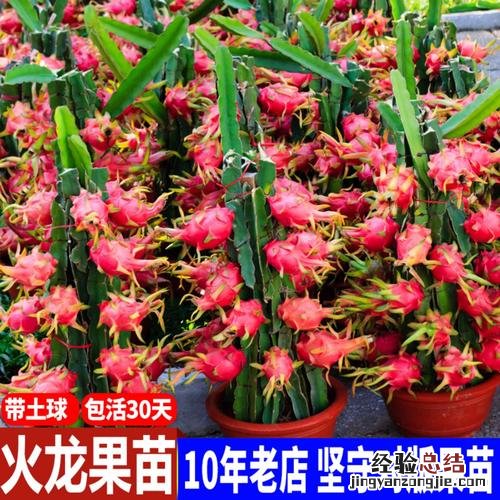 红心火龙果是嫁接的吗