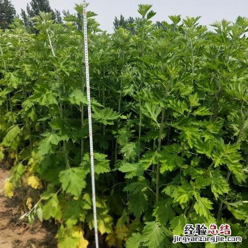 晒干的艾叶如何存放