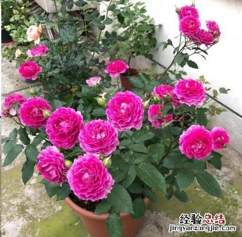 花的种类