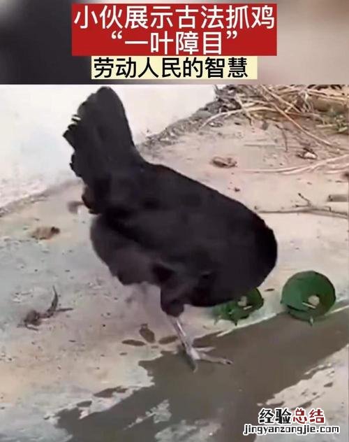 一叶障目的下一句