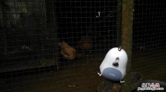 小鸡的外形特点怎么写