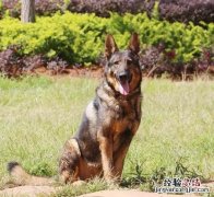 军犬和警犬的区别