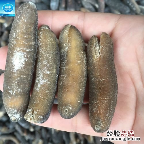 海参和海茄子的区别