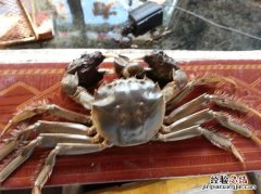 螃蟹脱壳是怎么回事