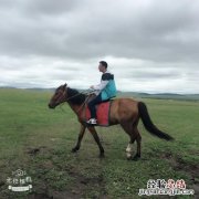 马最快能跑时速几公里