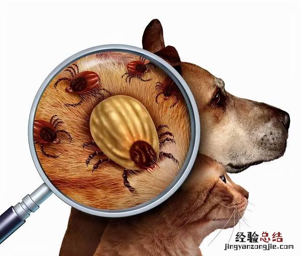 家里有跳蚤怎么办能除根