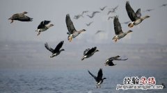 大雁北飞是什么季节