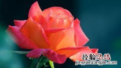 萍的寓意是什么意思