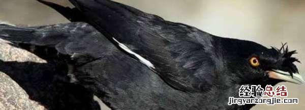 八哥喜欢站在牛背上的原因是什么