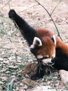 小熊猫和浣熊的区别