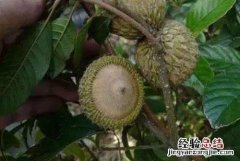 蛇皮果几月份成熟