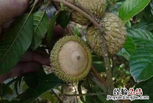 蛇皮果几月份成熟