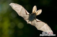蝙蝠是老鼠变的吗