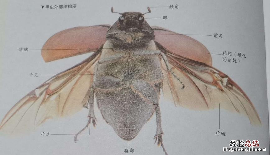 虫子是一只还是一条