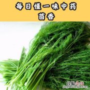 做什么菜适合放小茴香