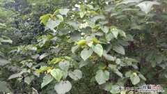 桐油的用途和使用方法