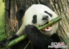 怎么介绍大熊猫