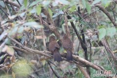 画眉鸟是国家几级保护动物