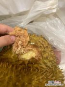 榴莲坏了是什么样的