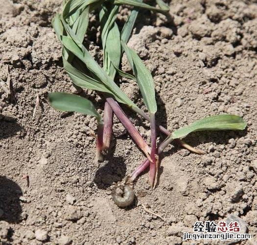 地老虎是什么昆虫