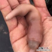 鱼为什么有刺