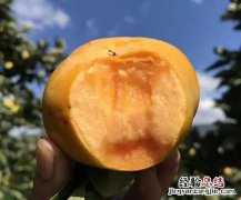 脆柿就是还没熟的柿子吗