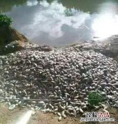 养鱼是什么意思网络用语