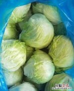 生菜怎么保存
