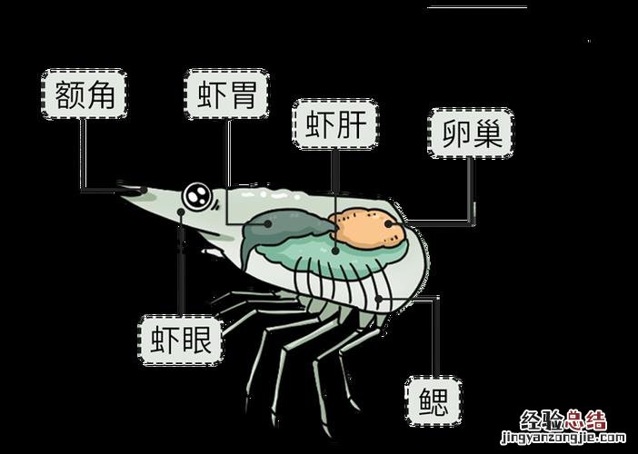 螃蟹黄旁边的黑色的是什么