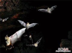 像蝙蝠一样的鱼叫什么