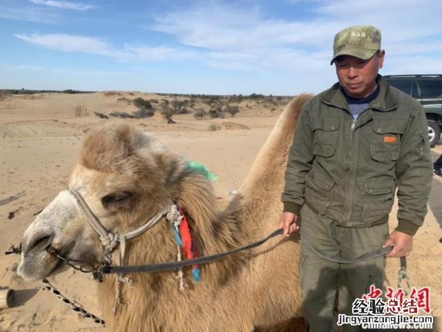 一头骆驼重420什么单位