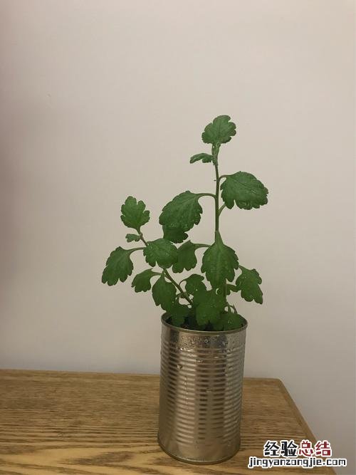 设立生物角的好处