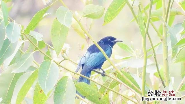 蓝桉树上的鸟叫什么名字
