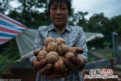 新鲜核桃怎样晾晒