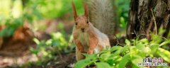 关于松鼠的知识